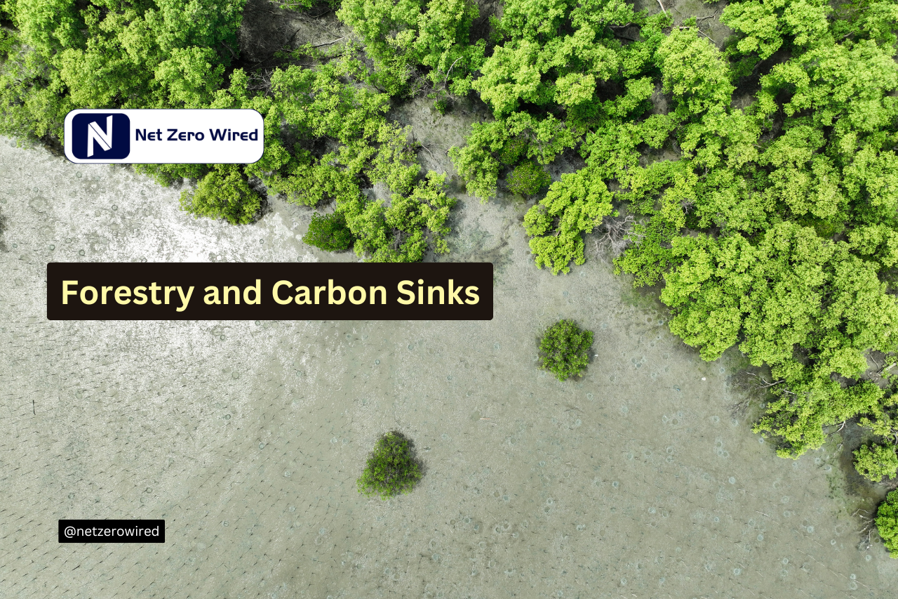 Forestry and Carbon Sinks policy in India